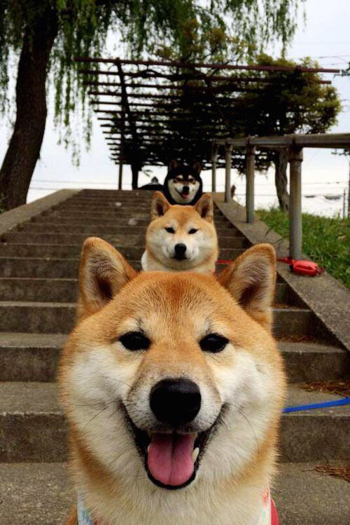 开云体育中国-当药厂遇见风笛，萨内满分之夜，一场跨越疆界的足球寓言