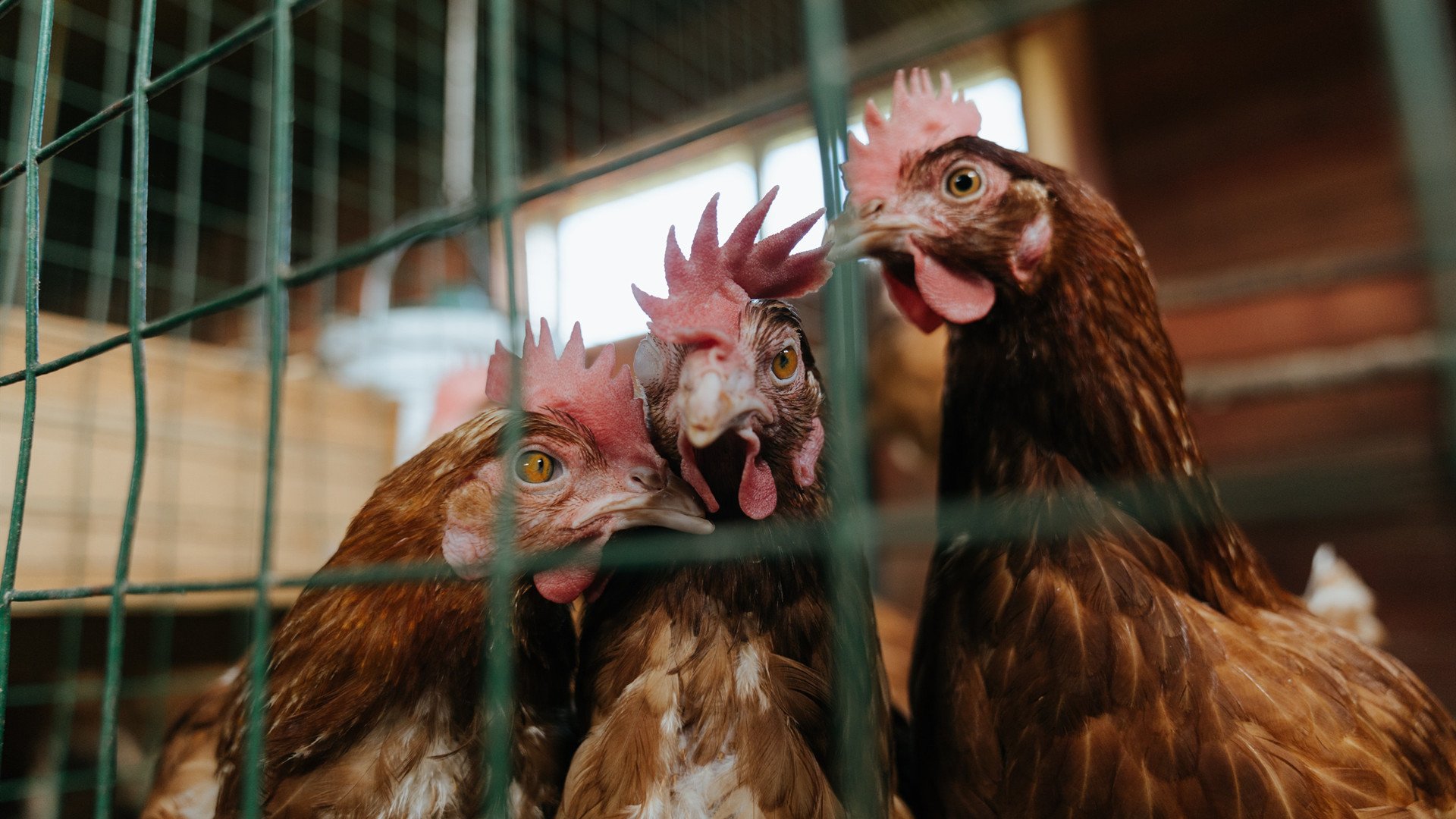 当东方铁骑碾过法老防线，土耳其的淘汰赛哲学与迪巴拉的纪录罗盘