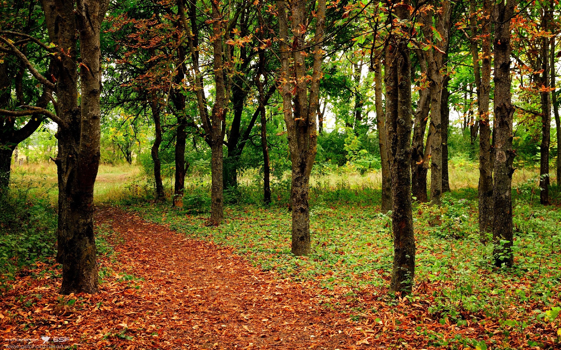 双线烽火台，奥斯梅恩在罗马收割与奥运涅槃中完成巨星加冕