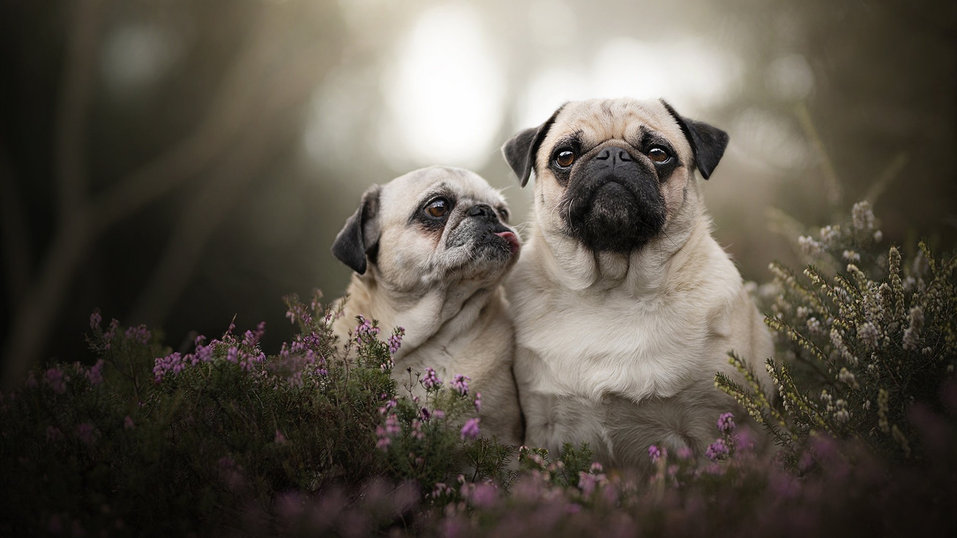 从维也纳到都柏林，加时鏖战中的一锤定音—卡塞米罗关键节点连续得分启示录