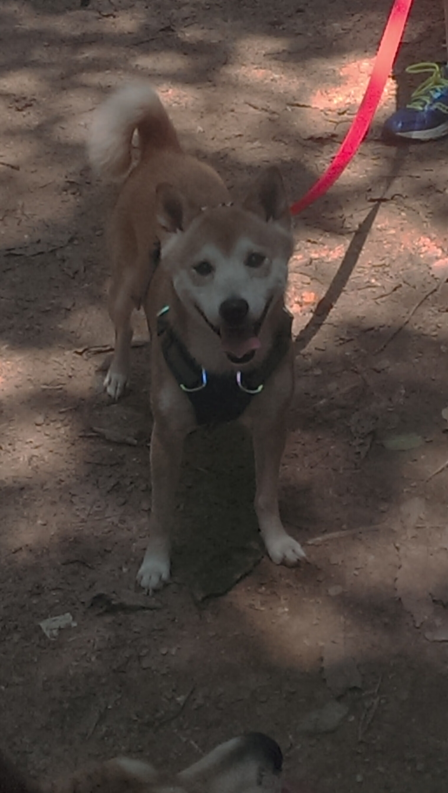 开云体育app-马克西化龙破辽阵，骑士后卫的炽焰灼穿钢铁长城