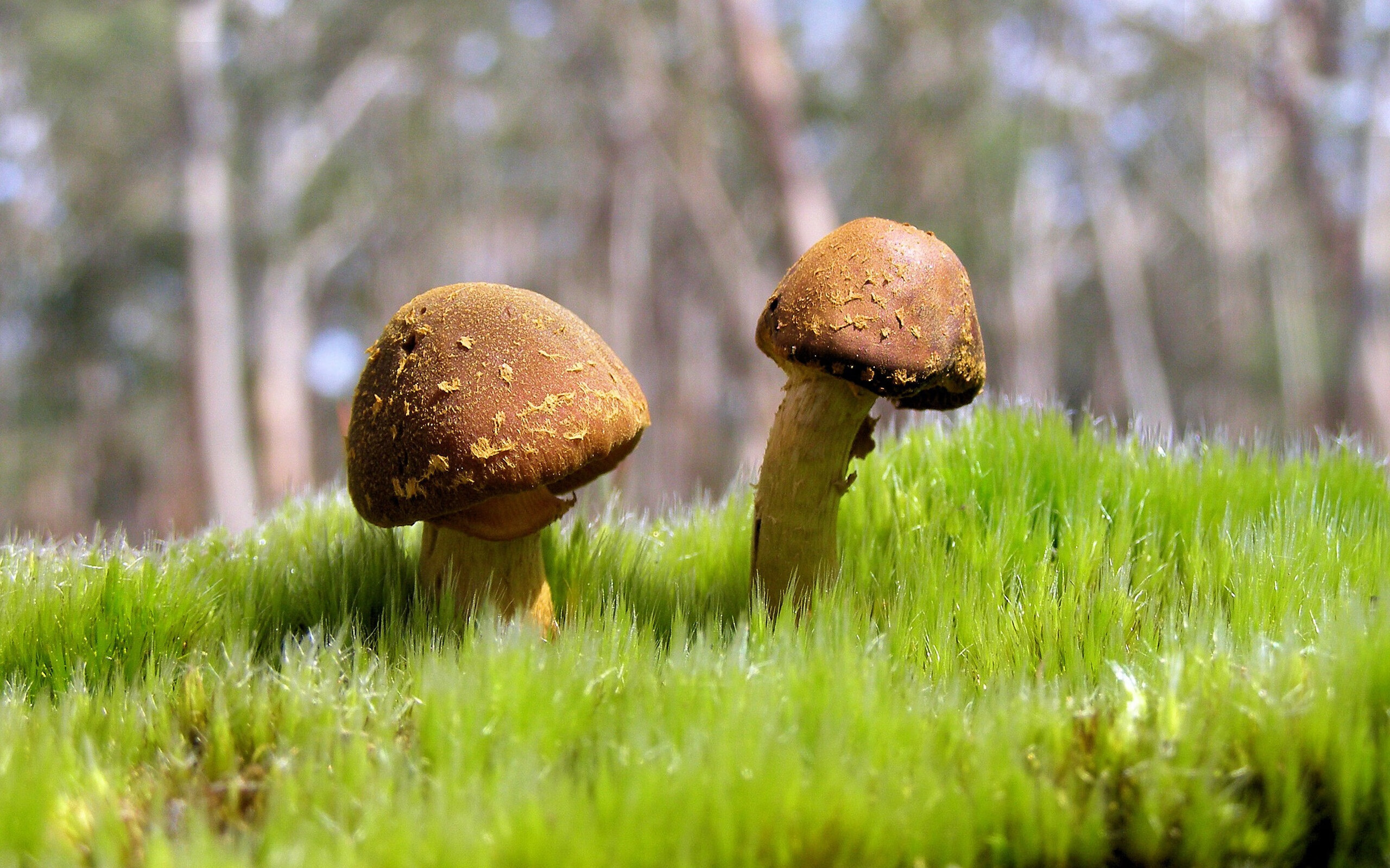 命运的齿轮，当勒沃库森铁骑碾过南非，F1的王冠在历史轰鸣中震颤