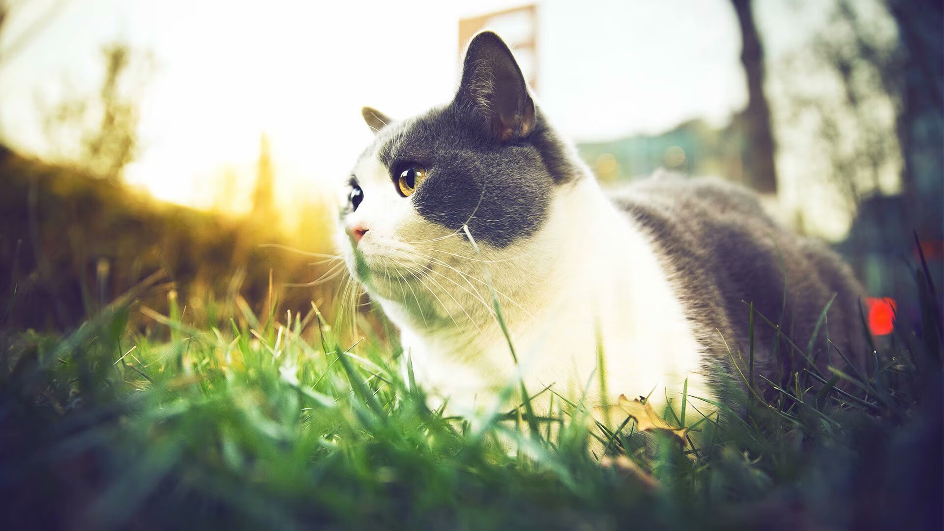 爱德华兹爆发之夜，热火战术如何全面压制活塞？