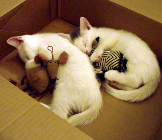 开云体育入口-足球幽灵抢劫F1头条，阿圭罗的狂热反应如何定义了体育超越性的夜晚