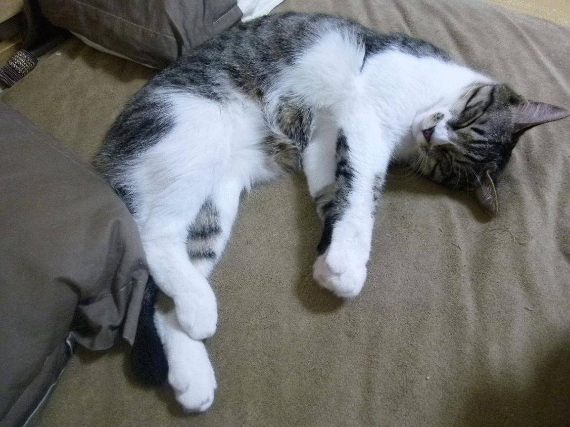 开云体育官网-跨界狂想，当几内亚在NBA季后赛强行终结拜仁王朝—掘金的雪山神话与篮球世界的绝对统治