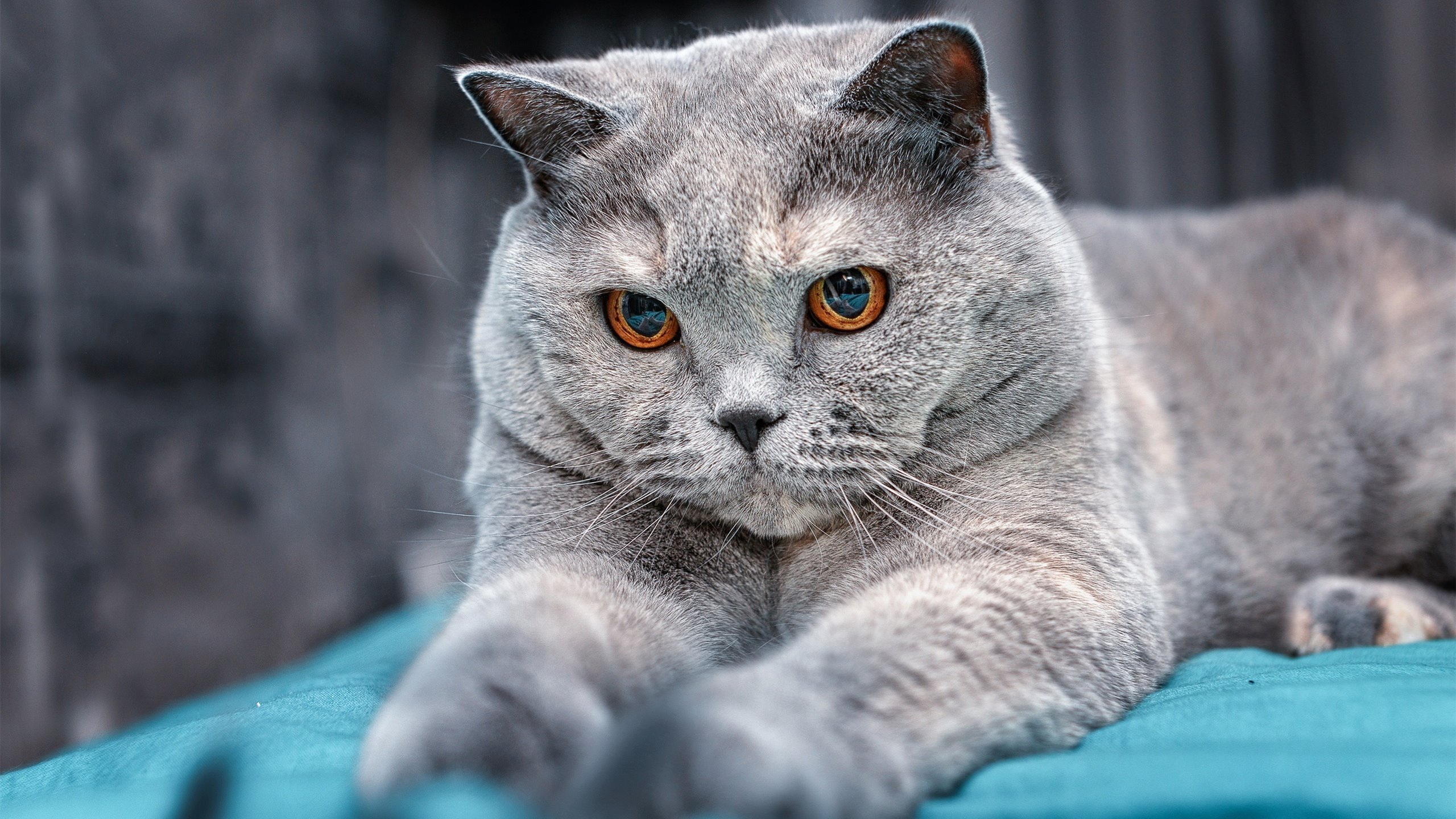 在甲骨文球馆画下未来图腾,文班亚马用天赋覆盖金州苍穹