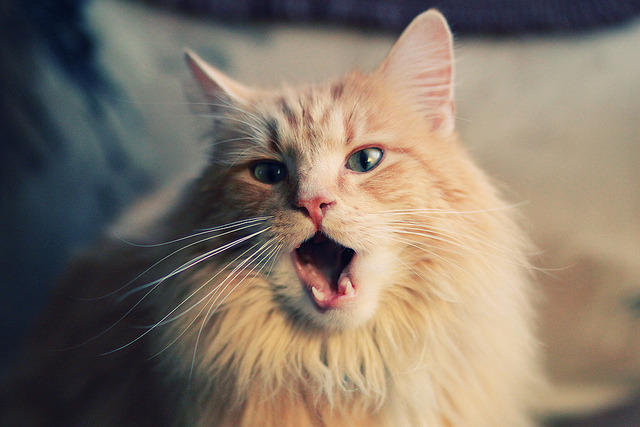 绿茵与硬木的共鸣,当国家德比遇见步行者爵士的巅峰对决