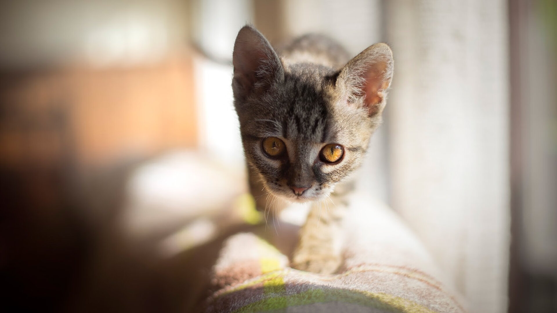 错误的夜晚，正确的塔图姆，当历史数据库出现bug
