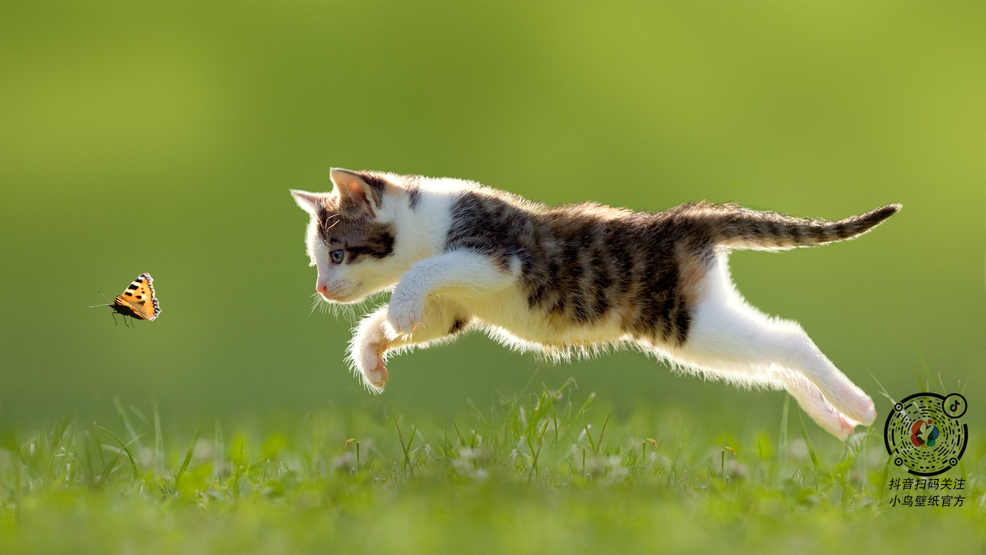 世界排名争夺战之夜，哈利伯顿如何彻底撕裂对手防线