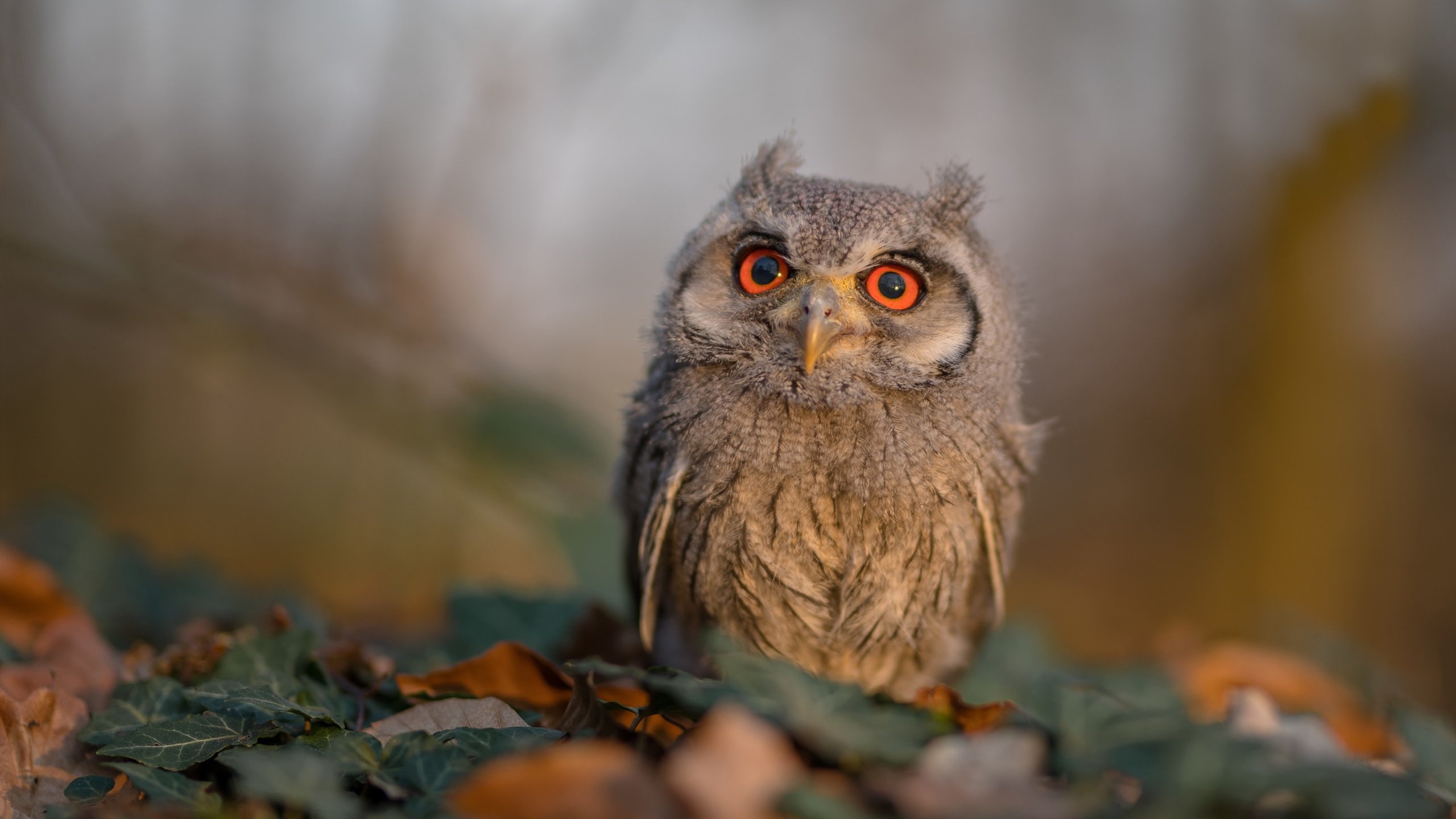 若日尼奥的魔法，安哥拉历史性战胜阿根廷的决胜瞬间