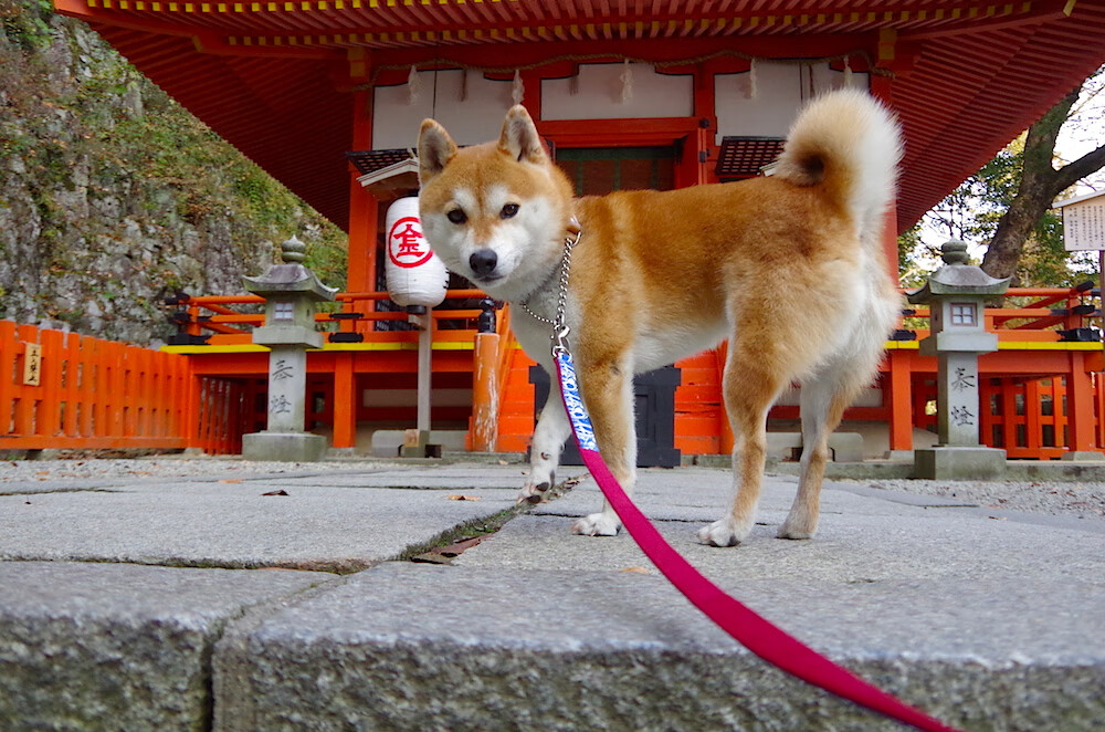 格列兹曼梅开二度彻底打爆防线，成墨西哥对阵秘鲁关键先生