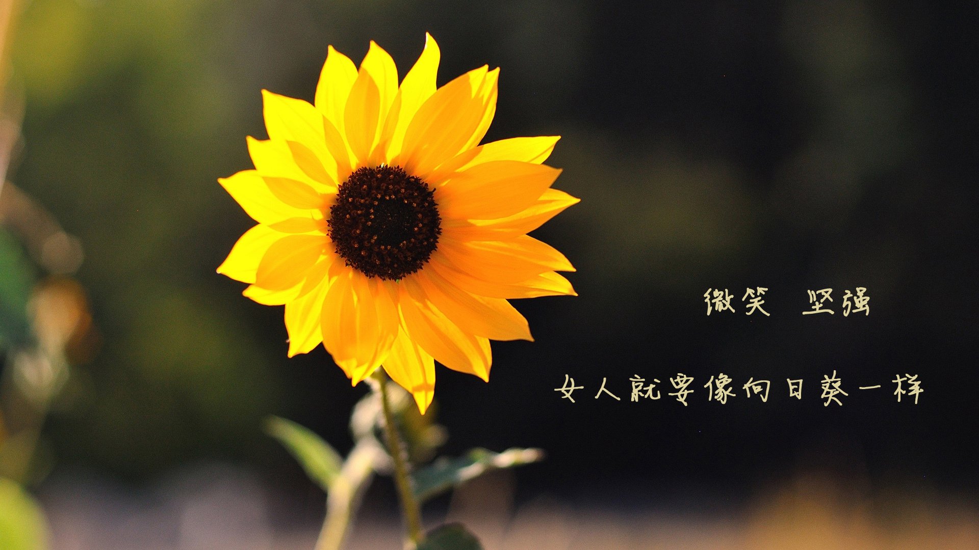 开云体育APP下载-卡拉斯科状态火热，比利时飞翼撕裂尤文防线