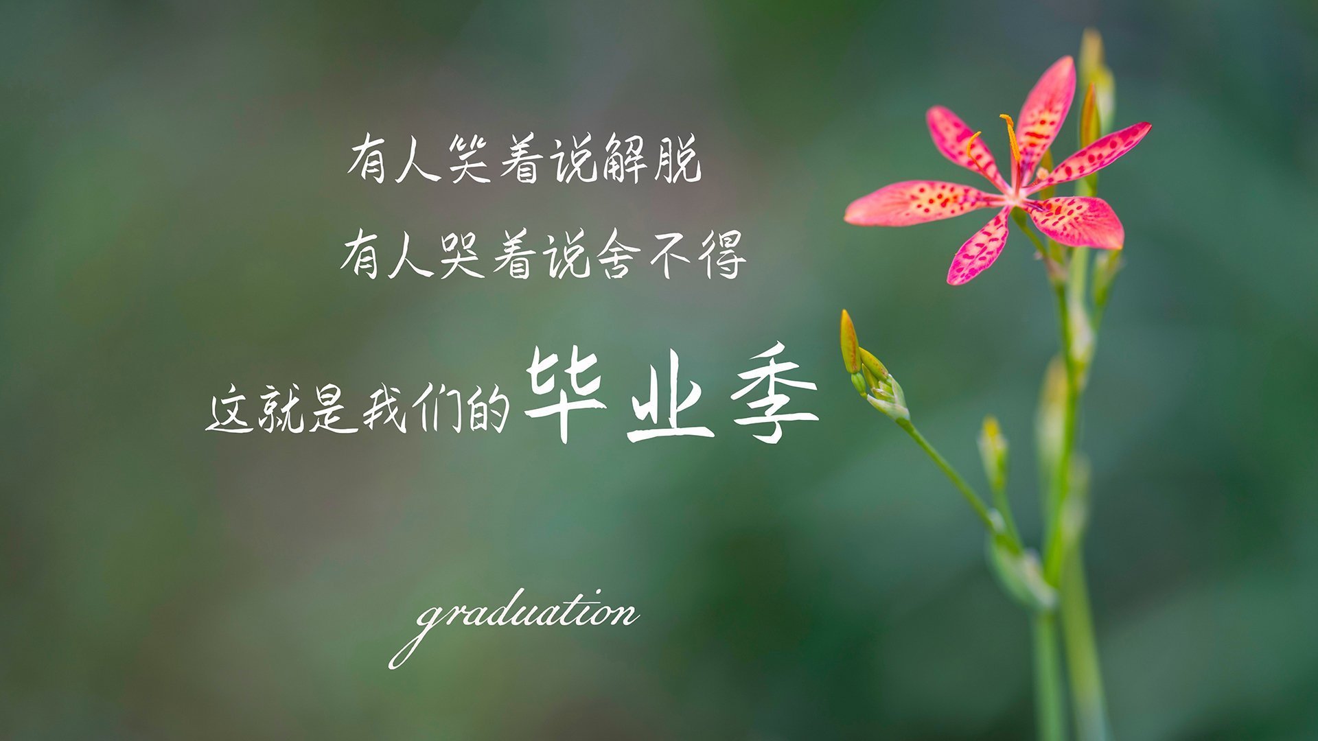 恒河吞噬高卢，当新德里高原的窒息战术让法兰西低头，费利克斯加冕C组国王
